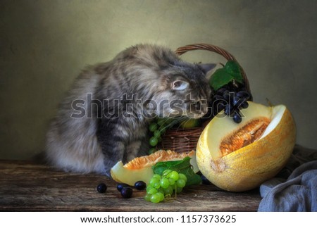 Curious kitty and melon