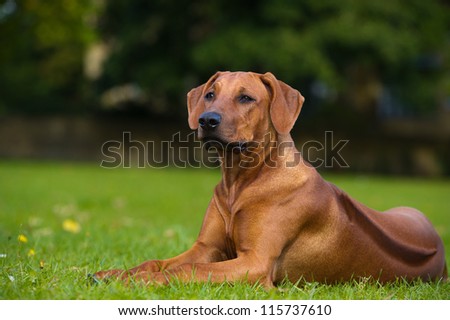 Beautiful dog rhodesian ridgeback hound puppy outdoors on a field Royalty-Free Stock Photo #115737610