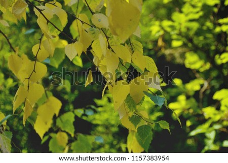 Birch twigs in the autumn sunshine