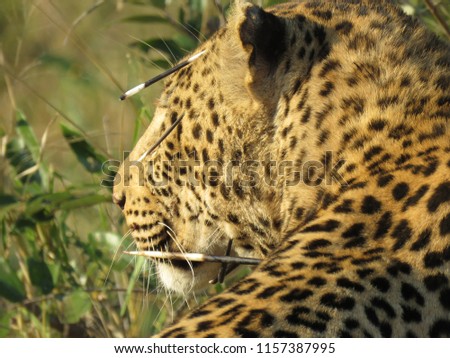 Leopard with porcupine quills in his face