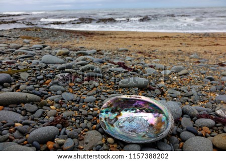 Abalone / Ormer /  Sea ears / Muttonshell shell shining on a pebble sand beach Royalty-Free Stock Photo #1157388202