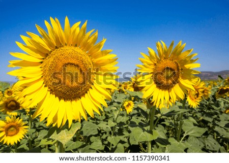 Sunflower field, agriculture