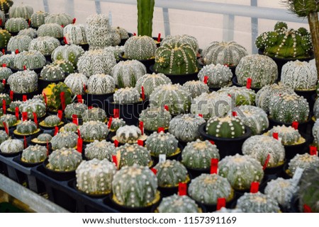 cactus or Succulent