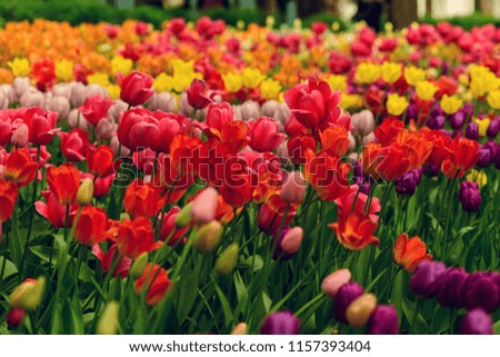 Red, yellow, pink, orange and purple tulips on the sunny meadow. Horizontal photography of multicolor tulips from Tulip Festival.