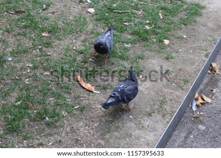 Pigeons wrestle over a slice of discarded pizza in a central London park