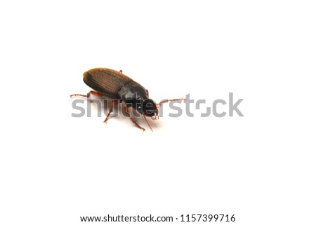 harpalus rufipes beetle isolated on white, the strawberry seed beetle
