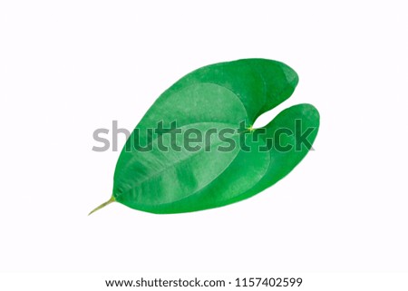 heart-shaped leaf isolated on white background.