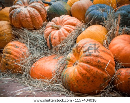 Many large orange pumpkins lie in the straw. Autumn street decoration. Autumn harvest of pumpkins prepared for the holiday
