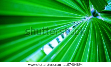Closeup of natural green foliage on a green background blurred in the garden. Natural backdrop of green plants.
