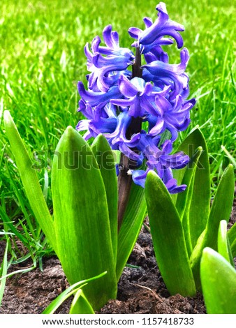 longfield gardens flower bulbs hyacinths purple
