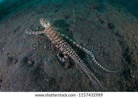 A rare Mimic octopus, Thaumoctopus mimicus, crawls across the volcanic sand seafloor in Lembeh Strait, Indonesia. This octopus can imitate the behavior and shape of other creatures that it has seen. Royalty-Free Stock Photo #1157432989