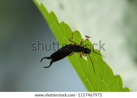 Earwig (Forficula auricularia), sitting on a leaf of wild horseradish. Closeup macro picture.