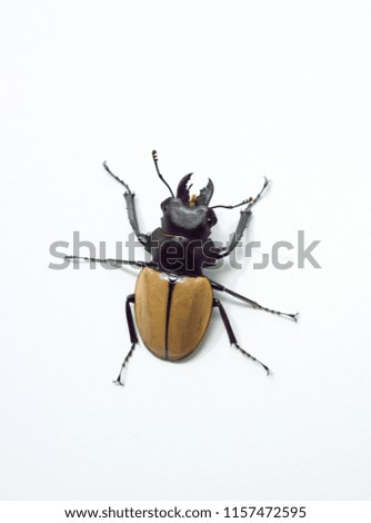 Stag beetle   Lucanidae 