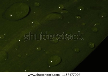 A green leaf with droplets and sunlight reflected in a droplet of water at daytime in the garden during spring at the park. Beautiful abstract background of water droplets.