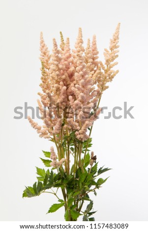 Astilbe chinensis Vision Inferno Royalty-Free Stock Photo #1157483089