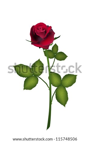 natural rose flower vector, isolated on white background