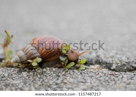 Big snail in shell crawling on road in the morning,Big snail searching for breakfast,Big snail eating breakfast.