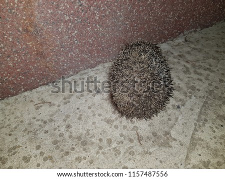 Hedgehog running alongside a dark concrete wall