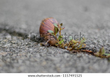 Big snail in shell crawling on road in the morning,Big snail searching for breakfast,Big snail eating breakfast.