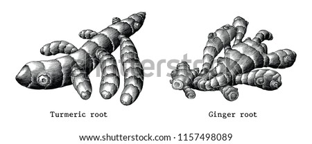 Ginger root and Turmeric root botanical hand draw vintage clip art isolated on white background