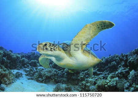 Green Turtle underwater ocean