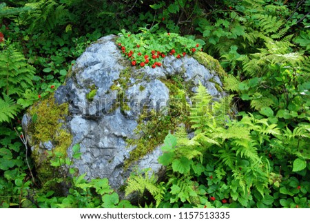 Flowered rock in park Quebec Canada