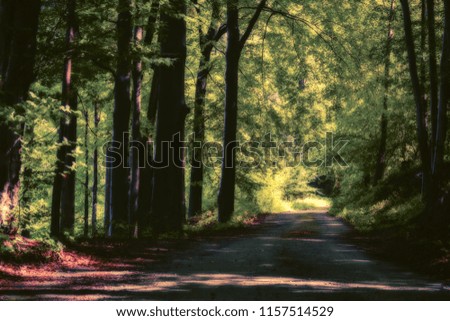 A forest path leading the deciduous forest to the center of the picture. The light at the end of the road. Summer sunny day. Green background.