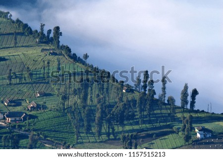 Pine tree forests and a little house in the morning with many fog and sunlight on the pine tree at cemero lawang of Bromo tengger semeru national parks , Indonesia 