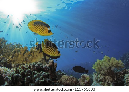 Butterflyfish and Coral Reef