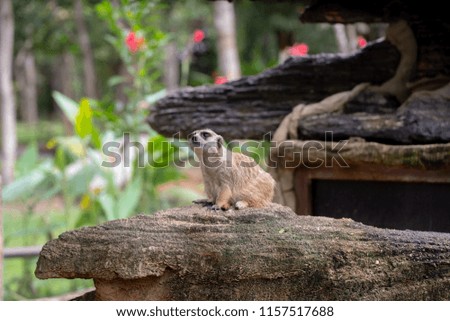 Meerkat in the garden
