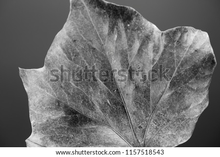 Close up of a dried out leaf. Black and white image showing the structure of a leaf in close up. Studio picture. 