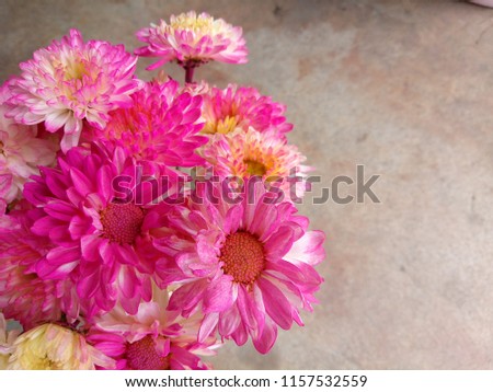 Chrysanthemum in chrysanthemum garden, chrysanthemum in autumn, chrysanthemum flower, pink, white, yellow, beautiful