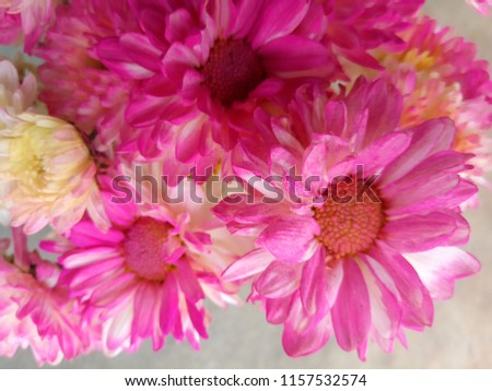 Chrysanthemum in chrysanthemum garden, chrysanthemum in autumn, chrysanthemum flower, pink, white, yellow, beautiful
