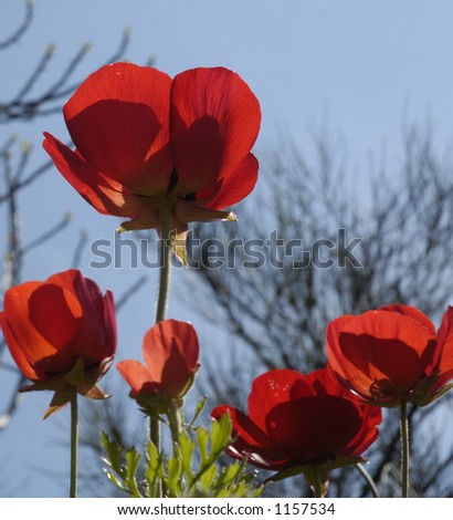 Red poppy (selective DOF)