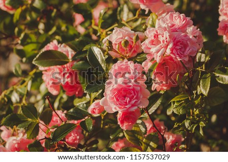 Pink Damask rose bush closeup on grey wall background. Small bush roses. The evening light beautifully illuminates. Cool tint for a social network.