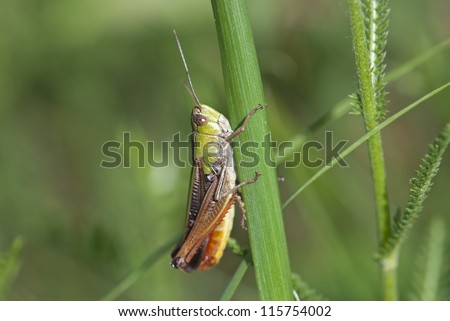 Detail of grasshopper on the grass (Chorthippus paralellus)
