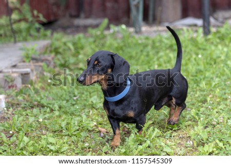 Beautiful Long Haired Dachshund Puppy Dog Images And Stock Photos