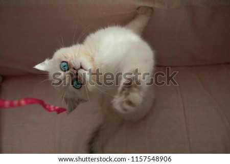 
White cat with blue eyes playing with ribbon