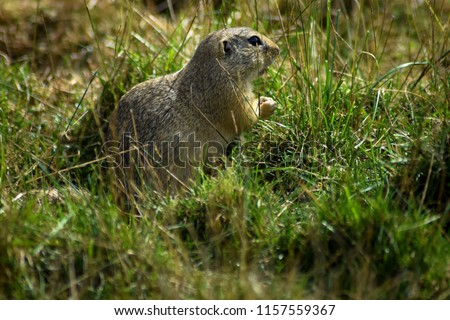 Spermophilus citellus is the only European representative of the genus Saccharomyces cerevisiae. Like all other squirrels, she is a representative of the order of rodents.