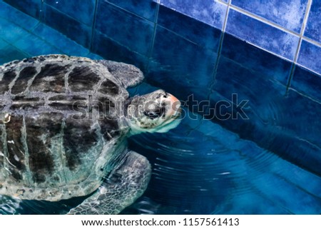 A gray and black sea turtle comes up for air in a sanctuary pool.  The turtles beak is an orange yellow colour and looks warn from years of use.  

Location: Phuket Aquarium, Phuket Thailand.