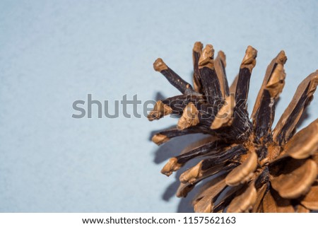
Pinecones on a monophonic blue background