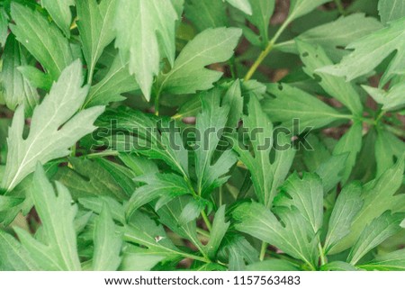 leaves of peonies