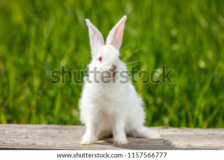 cute little white rabbit on a green background, sits on a wooden Board