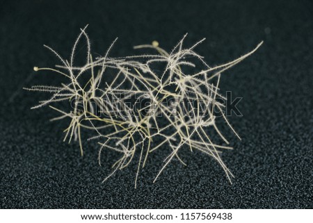 Thin twisted dry plant fibres form a complex geometric 3D structure on a flat dark surface. Macro studio shot of a delicate interconnecting random pattern.  