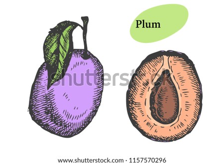Plum set. Hand drawn fruit Can be used for vegan products, brochures, banner, restaurant menu, farmers market and organic food store