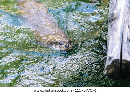 Otter swimming in the river