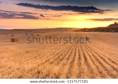 Bundles of straw in a dry field during the summer of Castilla in Spain Royalty-Free Stock Photo #1157577181