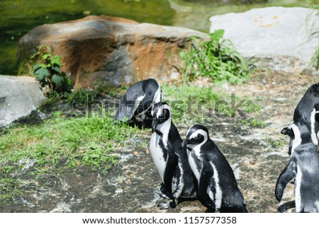 Group of penguin near water