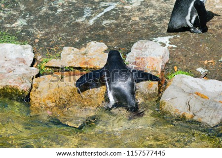 Two penguins near water