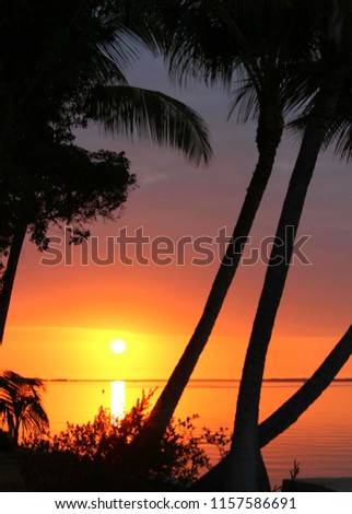Rich tropical deep orange sunset with coconut palm trees and white chairs  in silhouette on the beach in the Florida Keys vertical